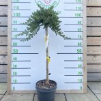 Borievka pobrežná (Juniperus conferta) ´BLUE PACIFIC´ výška 70-100 cm, kont. C7L – NA KMIENKU